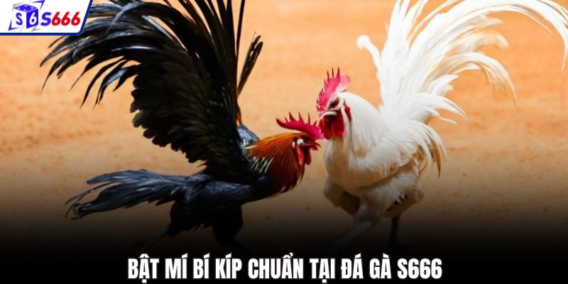 Bật mí bí kíp chuẩn tại đá gà S666