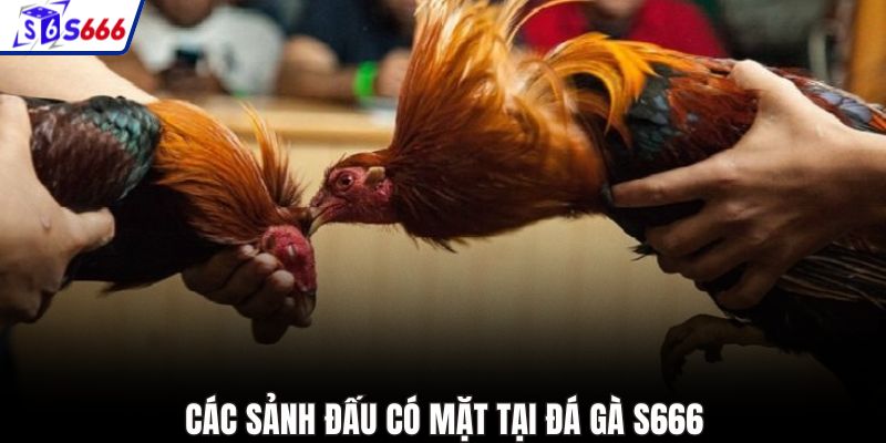 Các sảnh đấu có mặt tại đá gà S666