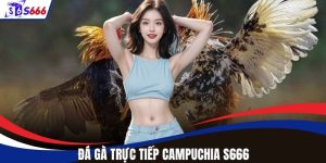 Đá Gà Trực Tiếp Campuchia – Sức Nóng Từ Đấu Trường S666