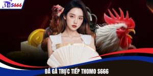 Đá Gà Trực Tiếp Thomo Tại S666 Trận Chiến Mãn Nhãn Nhất 2025