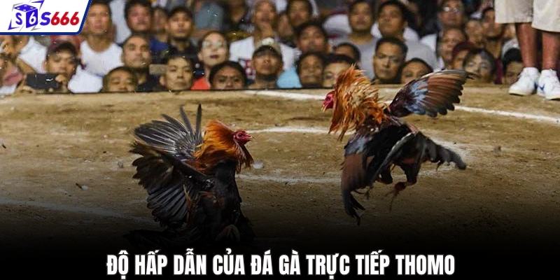 Độ hấp dẫn của đá gà trực tiếp Thomo