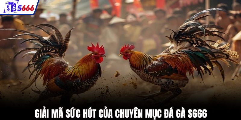 Giải mã sức hút của chuyên mục đá gà S666