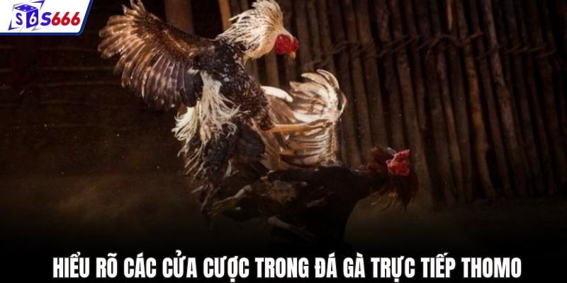 hiểu rõ các cửa cược trong đá gà trực tiếp Thomo