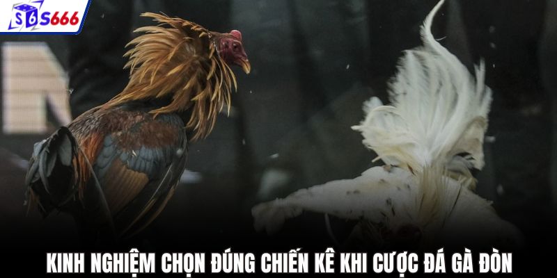 Kinh nghiệm chọn đúng chiến kê khi cược đá gà đòn