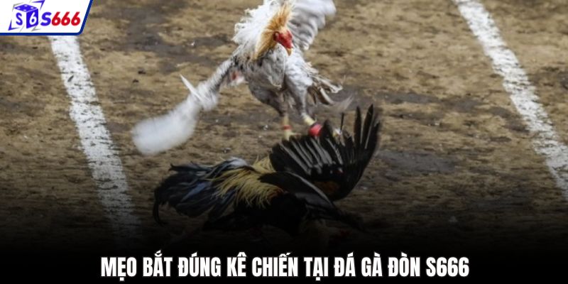 Mẹo bắt đúng kê chiến tại đá gà đòn S666
